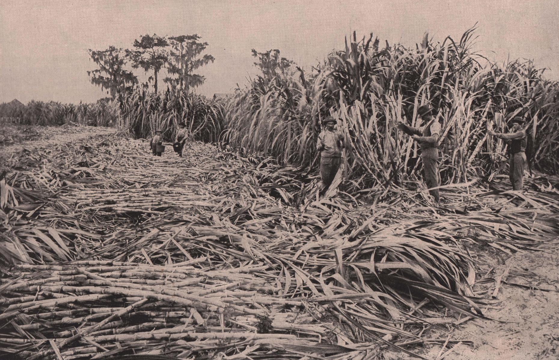 1894: A sweet harvest